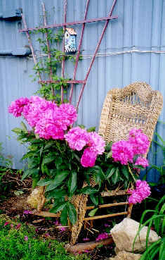 Antique wicker rocker in garden