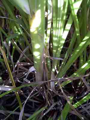 Cattail leaf clump at water level.
