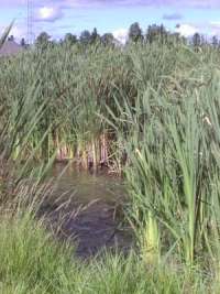 Pond lined with cattails.