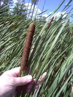 Thin leaf cattail--Typhus augustifolia.