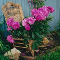 Wicker rocker willed with fuchsia flowers