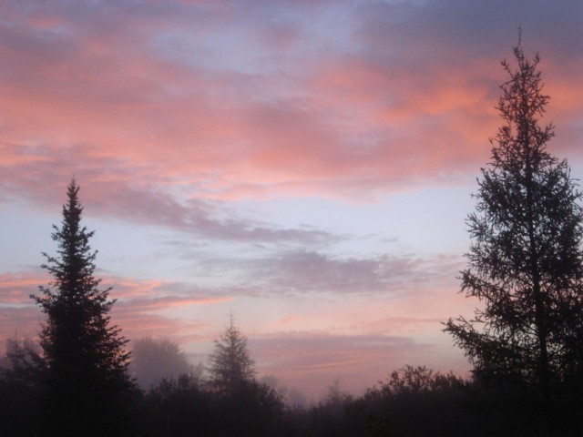 Pink clouds flanked by two pine trees fill the summer skies at sunrise in the country Angora, Minnesota. 